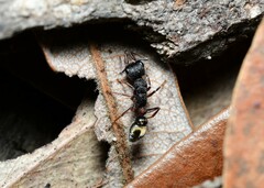 Myrmecia chrysogaster