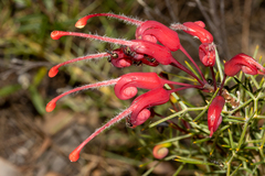 Grevillea wilsonii