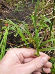 Carex lupulina