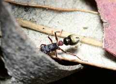 Myrmecia chrysogaster