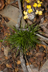 Stylidium diuroides