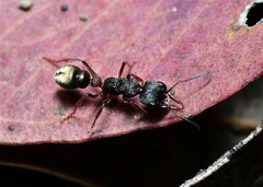 Myrmecia chrysogaster