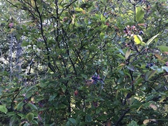Viburnum cassinoides