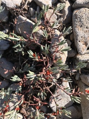 Polygonum shastense