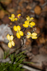 Stylidium diuroides