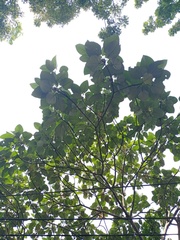 Ficus padana