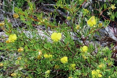 Gompholobium virgatum