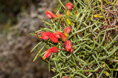 Grevillea wilsonii