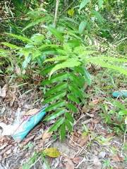 Stenochlaena palustris