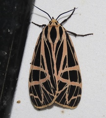 Apantesis parthenice