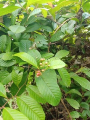 Tetracera indica
