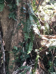 Arthropteris palisotii