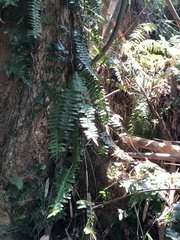 Arthropteris palisotii