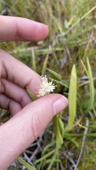 Triantha occidentalis