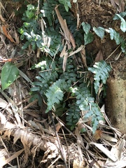 Arthropteris palisotii