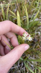 Triantha occidentalis