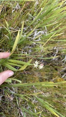 Triantha occidentalis