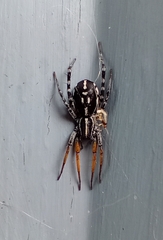 Nyssus coloripes