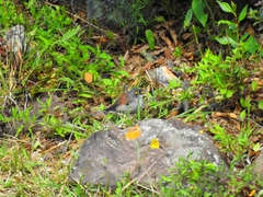 Junco phaeonotus
