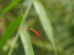 Orchithemis pulcherrima