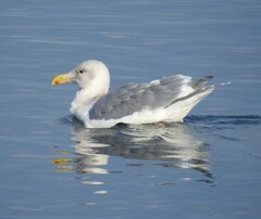 Larus glaucescens