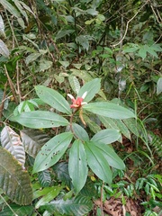 Costaceae