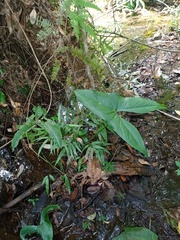 Cyrtosperma merkusii