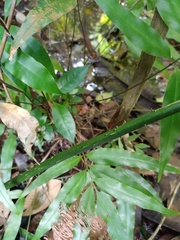 Cyrtosperma merkusii