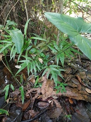 Taenitis blechnoides