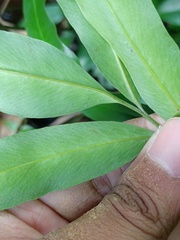 Taenitis blechnoides