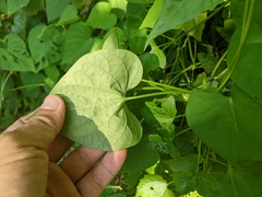 Ipomoea triloba