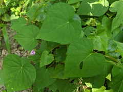 Ipomoea triloba