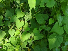 Ipomoea triloba