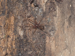 Teutamus