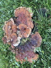 Heterobasidion annosum