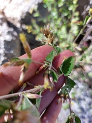 Brickellia californica
