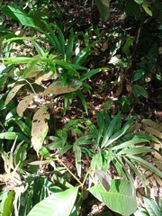 Taenitis blechnoides