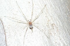 Tamopsis