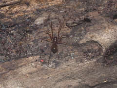 Teutamus
