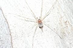 Tamopsis