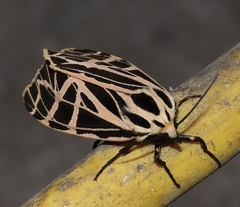 Apantesis parthenice
