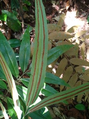 Taenitis blechnoides