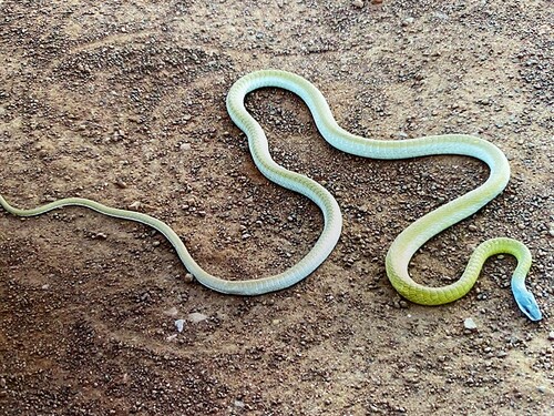 Common Tree Snake