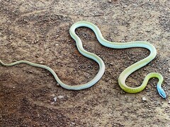 Dendrelaphis punctulatus