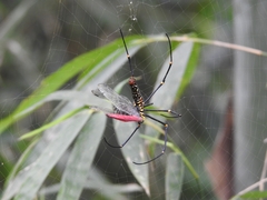 Nephila