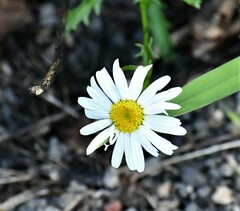 Leucanthemum vulgare