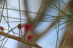 Allocasuarina littoralis