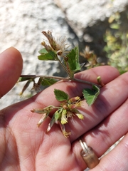 Brickellia californica