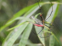 Nephila