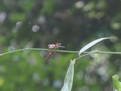 Rhyothemis obsolescens